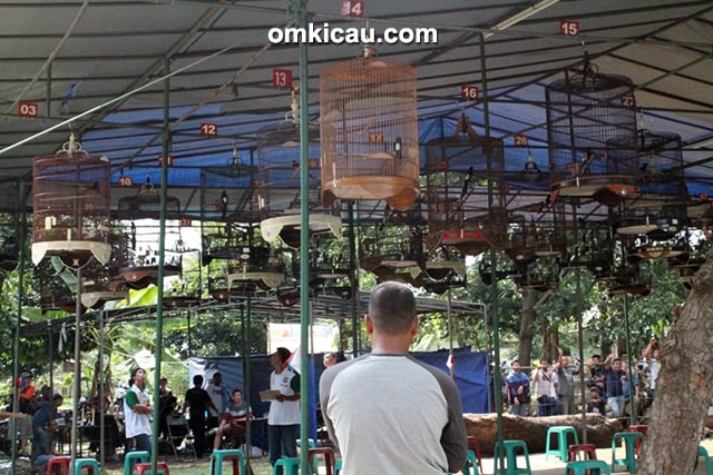 Persaingan seru di kelas murai batu.