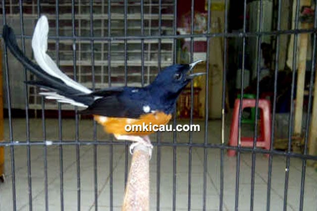 Murai batu L9
