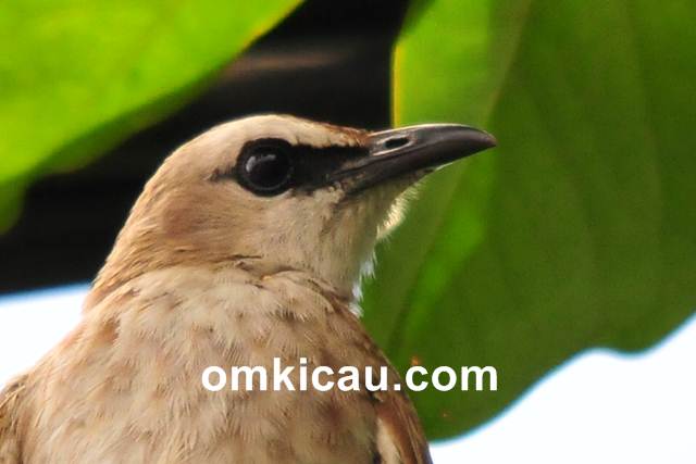 Burung trucukan