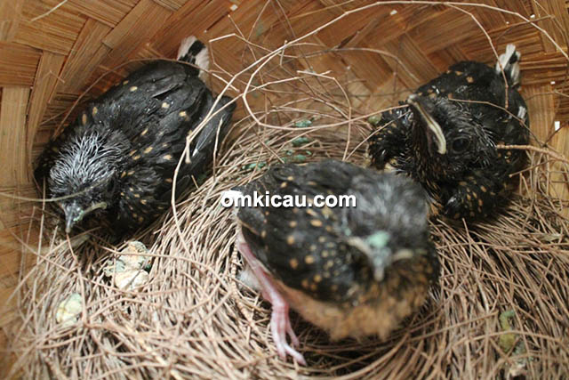 breeding murai batu Matena BF Jakarta