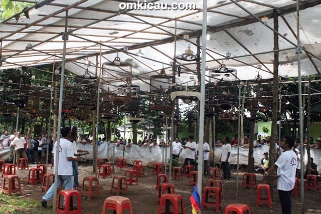 Suasana lomba kelas murai batu Inyonk BC