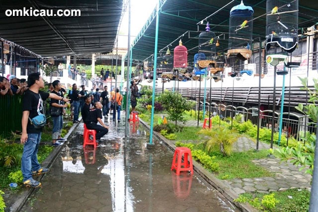 Bursa Love Bird Triwulanan Solo