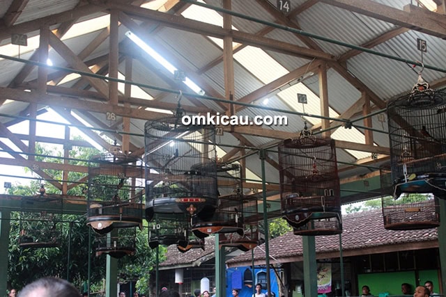 Latpres Kicau Mania Pasthy (KMP) Jogja
