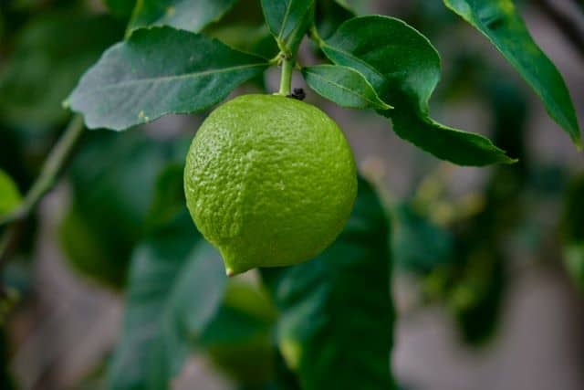 key lime tree key lime tree