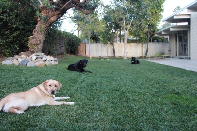 Dog's Doing a Down Stay