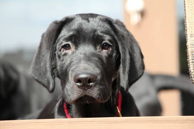 Puppy Pet Expo