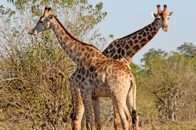 world giraffe day, giraffes, happy world giraffe day