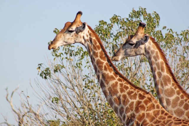 world giraffe day, giraffes, happy world giraffe day
