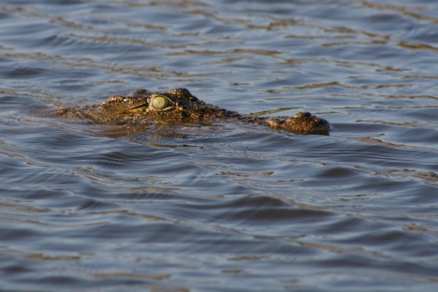 chobe, chobe national park, wonders of chobe