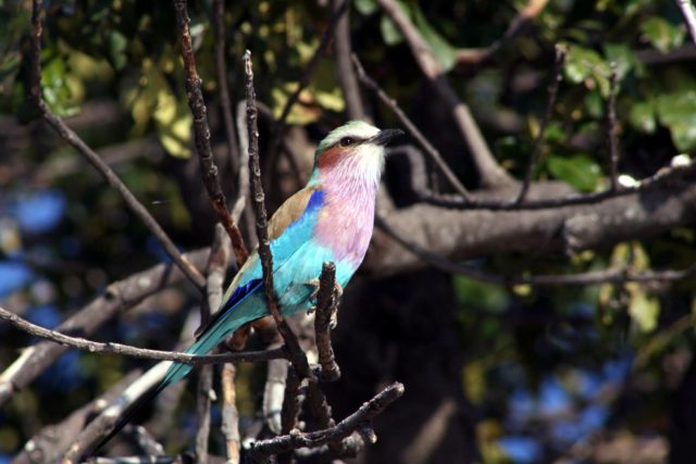 chobe, chobe national park, wonders of chobe