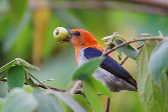 Burung kemade atau burung cabe-cabean yang sedang menyantap buah kersen di halaman rumah