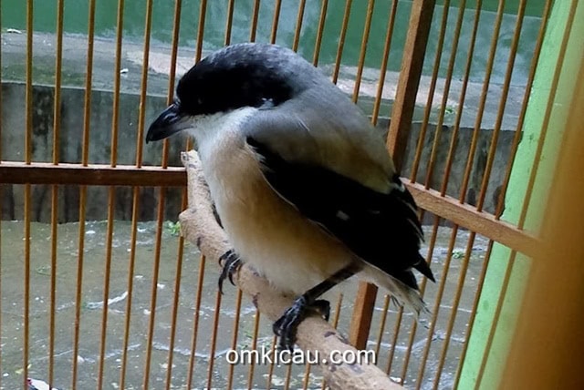 Burung cendet yang bondol ekor