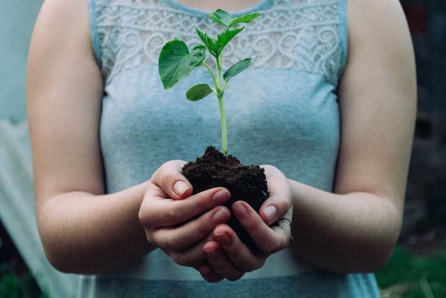setup the right seedling environment setup the right seedling environment