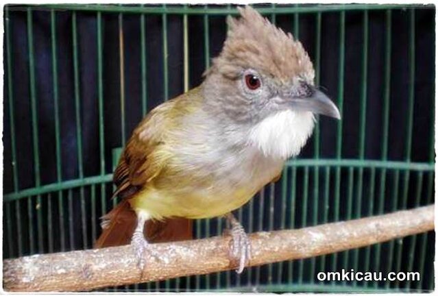 Bagaimana mengatasi burung cucak jenggot yang over birahi parah