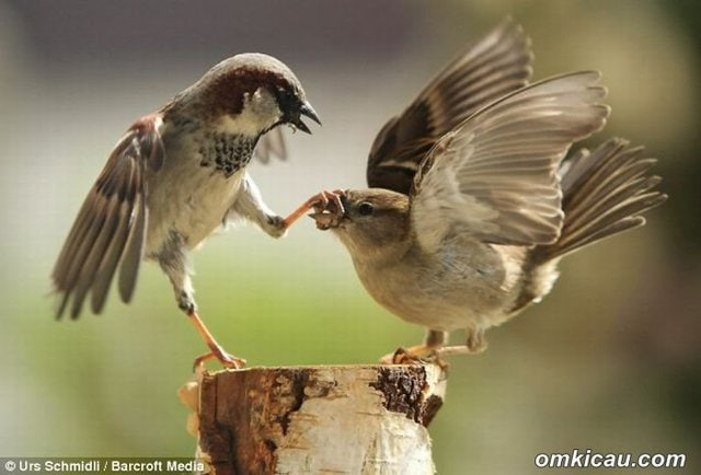 burung teritorial
