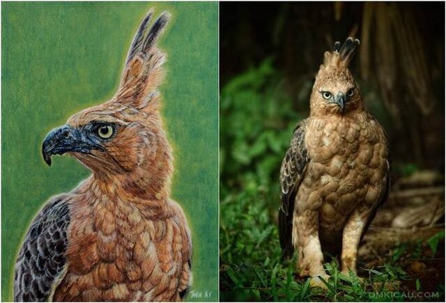 Elang jawa adalah burung yang dilindungi