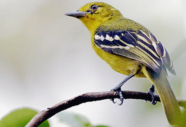 burung cipo