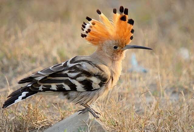 BURUNG HUD-HUD ATAU HOOPOE