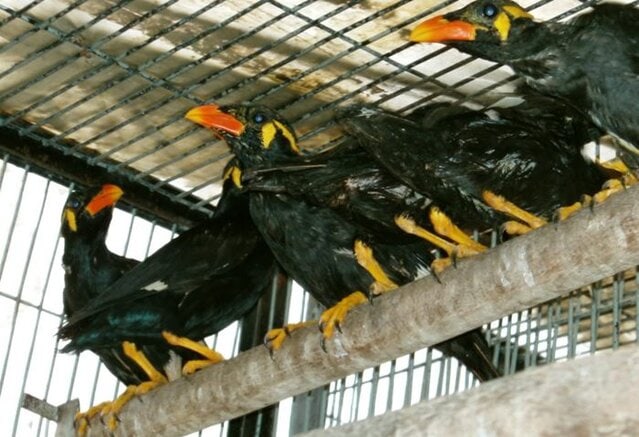 Burung beo muda