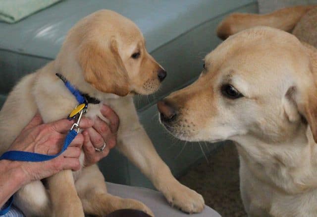 Lil Pup, Big Pup