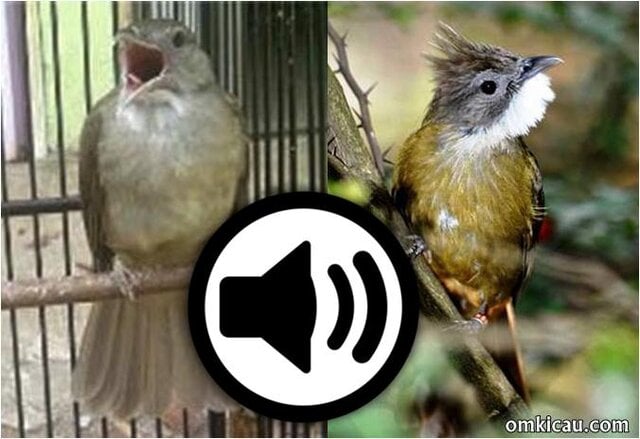suara kapas tembak