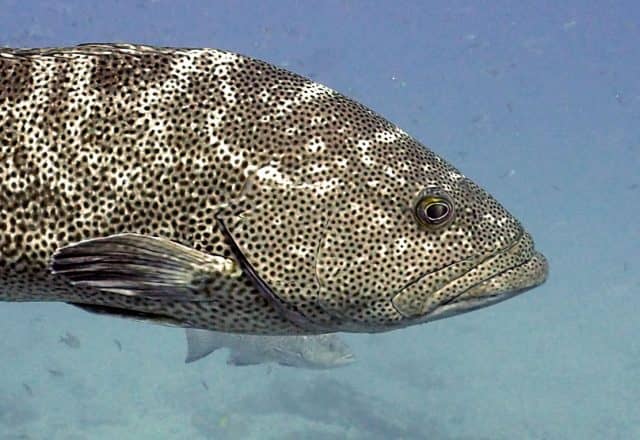 tornado of fish, cabo pulmo, red travel mexico