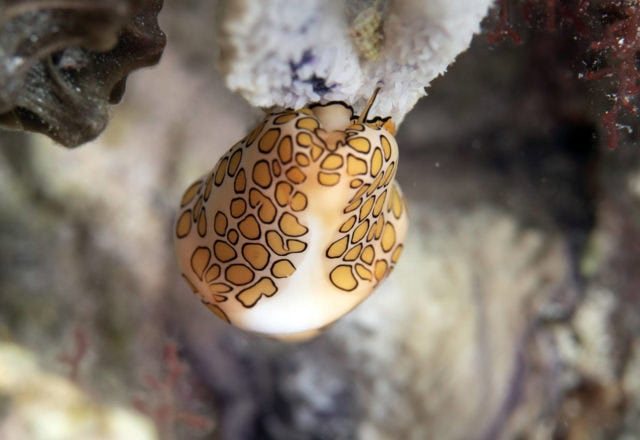 tiny critters, amazing tiny critters, dive, scuba, cozumel