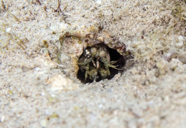 tiny critters, amazing tiny critters, dive, scuba, cozumel