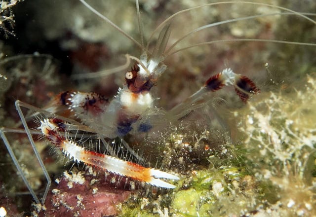 tiny critters, amazing tiny critters, dive, scuba, cozumel