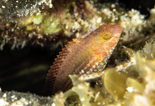 tiny critters, amazing tiny critters, dive, scuba, cozumel