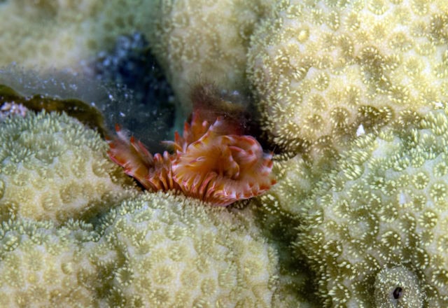 tiny critters, amazing tiny critters, dive, scuba, cozumel