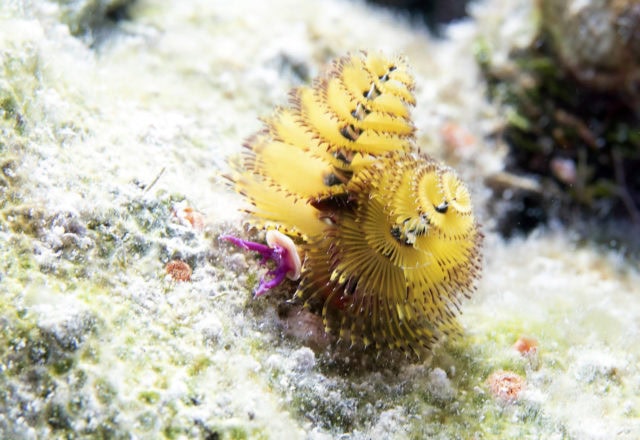 tiny critters, amazing tiny critters, dive, scuba, cozumel