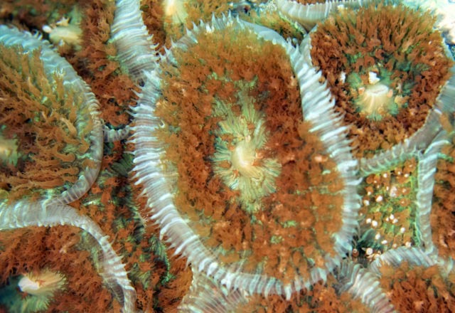 tiny critters, amazing tiny critters, dive, scuba, cozumel