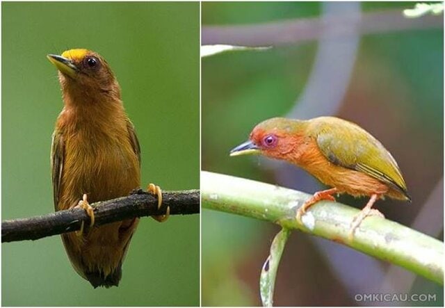 Jantan betina burung tukik tikus