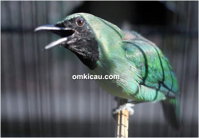 Cucak ijo Rimba Sakti