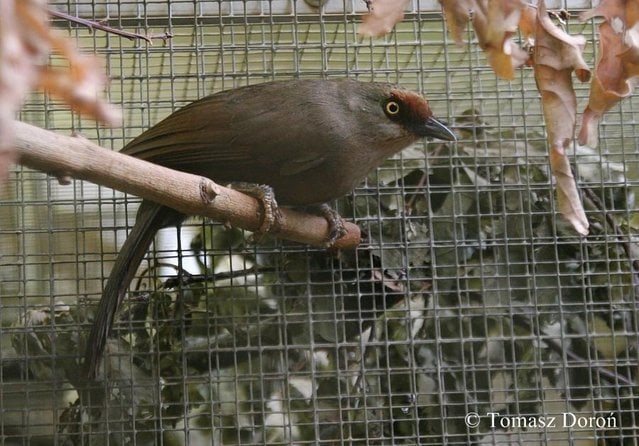 Diperlukan upaya penangkaran untuk melestarikan burung poksay kuda