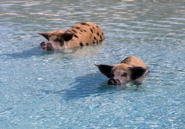 swimming pigs, exuma water sports, pigs, water sports