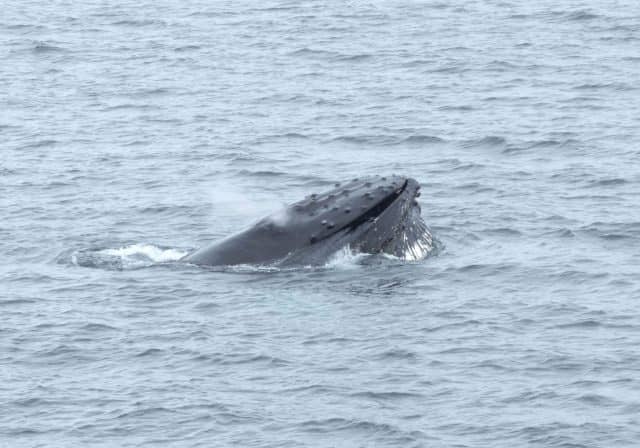 over 50 travel groups, over 50 travel, over50, antarctica, Antarcitica expedition