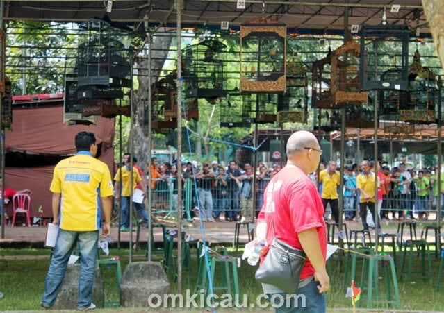 Lomba Burung Berkicau IBC Cup 2014