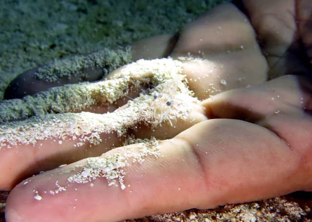 cool critters, cool critters under the sea, fascinating cool critters, thailand's andaman sea, shrimp