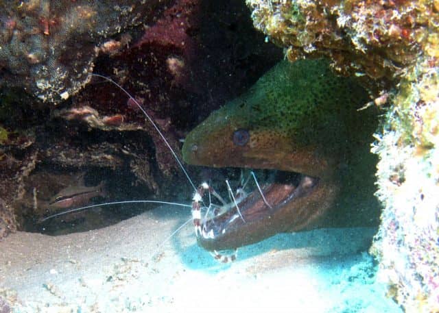 cool critters, cool critters under the sea, fascinating cool critters, thailand's andaman sea, shrimp
