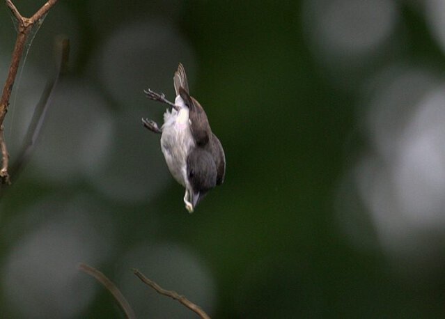 Gaya berburu burung jingjing batu