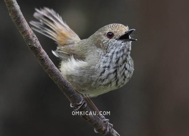 Brown thornbill