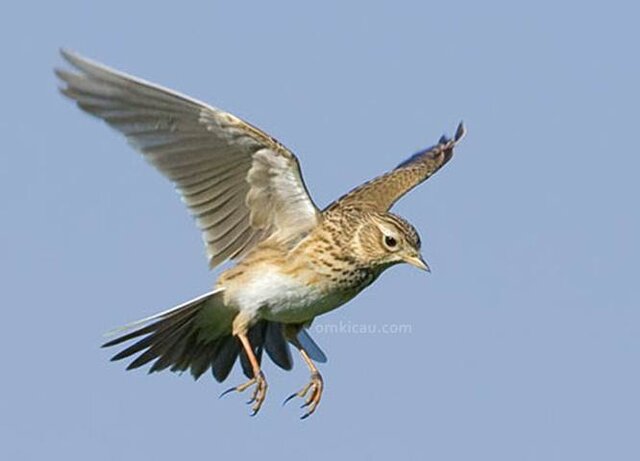 Burung branjangan