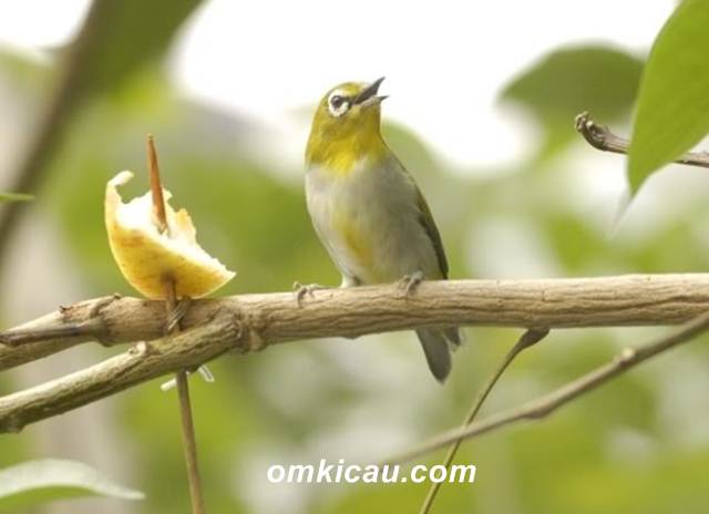 Ragam audio dan video pleci liar yang sedang ngalas dan ngerol