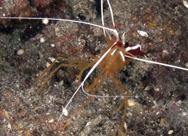 cool critters, cool critters under the sea, fascinating cool critters, thailand's andaman sea, shrimp