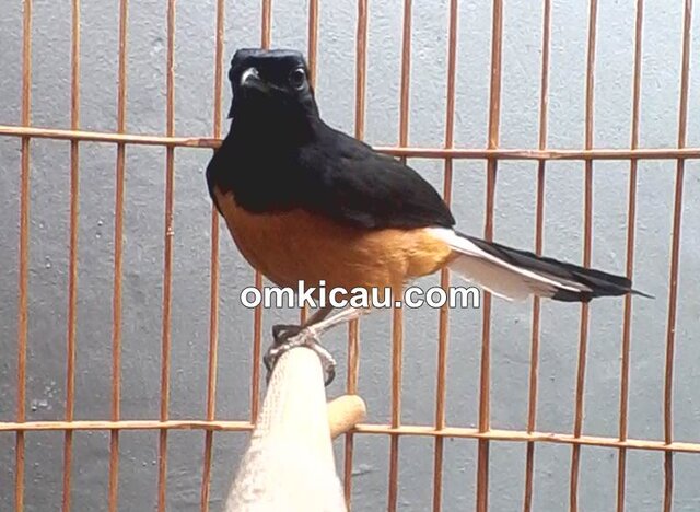 Murai batu yang sedang dalam proses dorong ekor