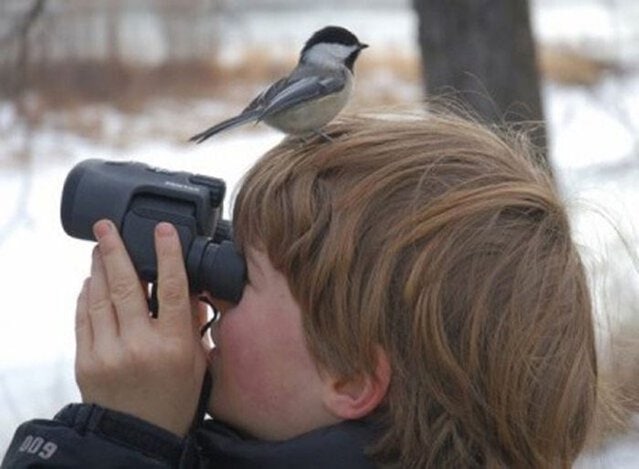 Birdwatching