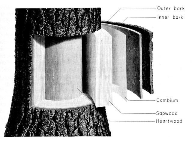 Tree cut away