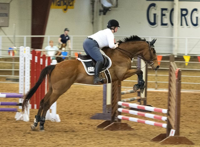 February 2015 - 2'3" & 2'6" Jumpers